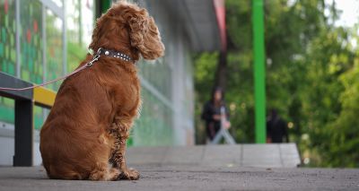 UK's first 'dog theft lead' appointed by Nottinghamshire Police